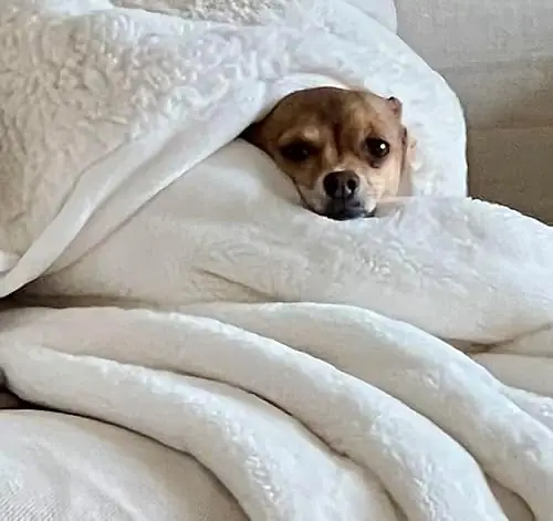 UGG 25517 Amanda Reversible Throw Blanket Flannel Plush Warm Cuddly Cozy Furry Luxurious Soft Blankets for Couch or Bed, 70 x 50-inch, Snow - Image 2